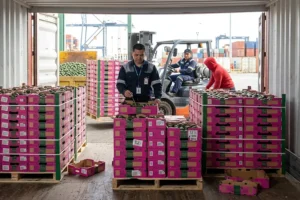 Перевозка свежего авокадо из Израиля в Россию: кейс оперативного реагирования в нестандартной ситуации